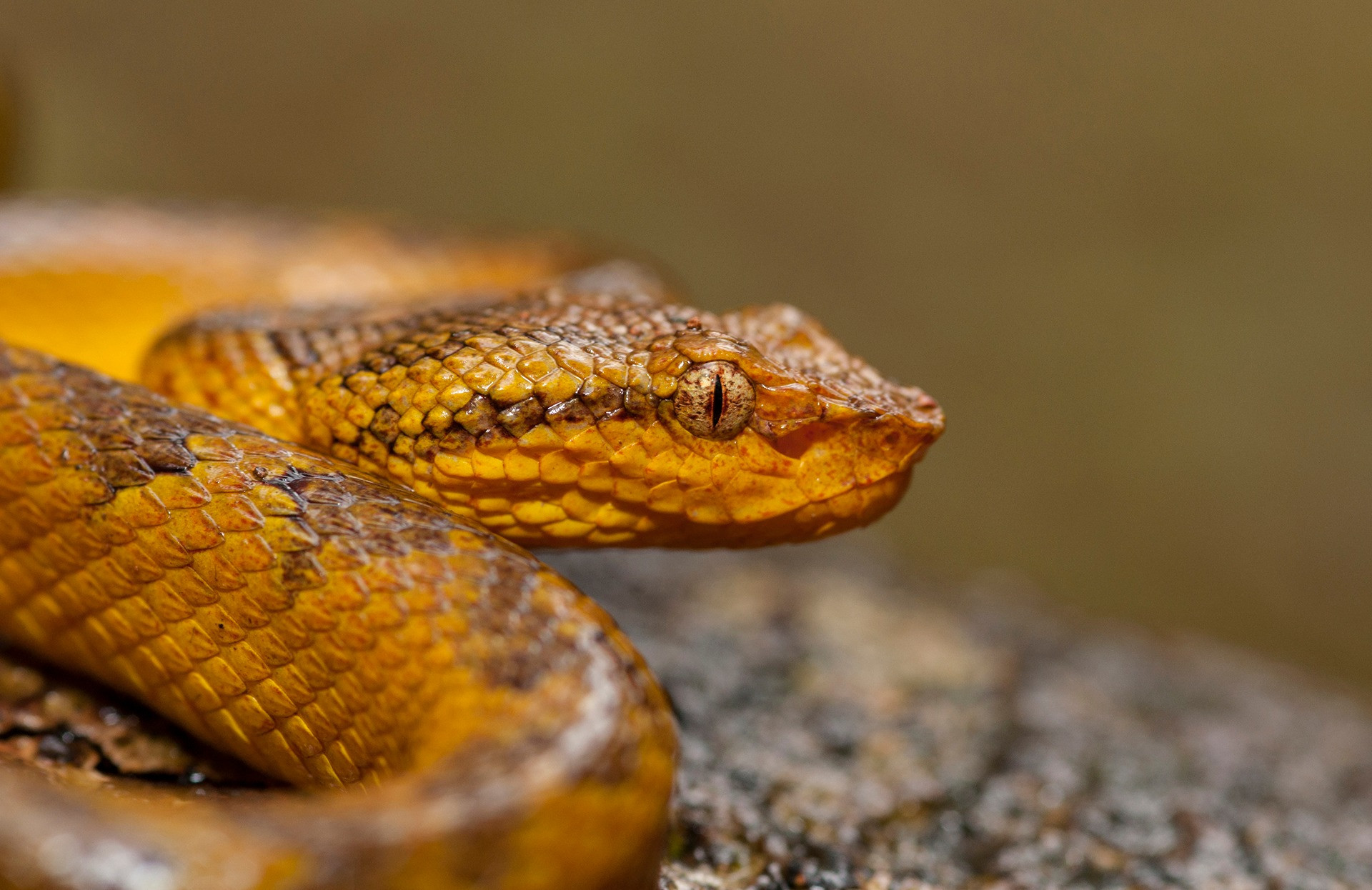SnakeHub App – Know your snakes, Kerala!