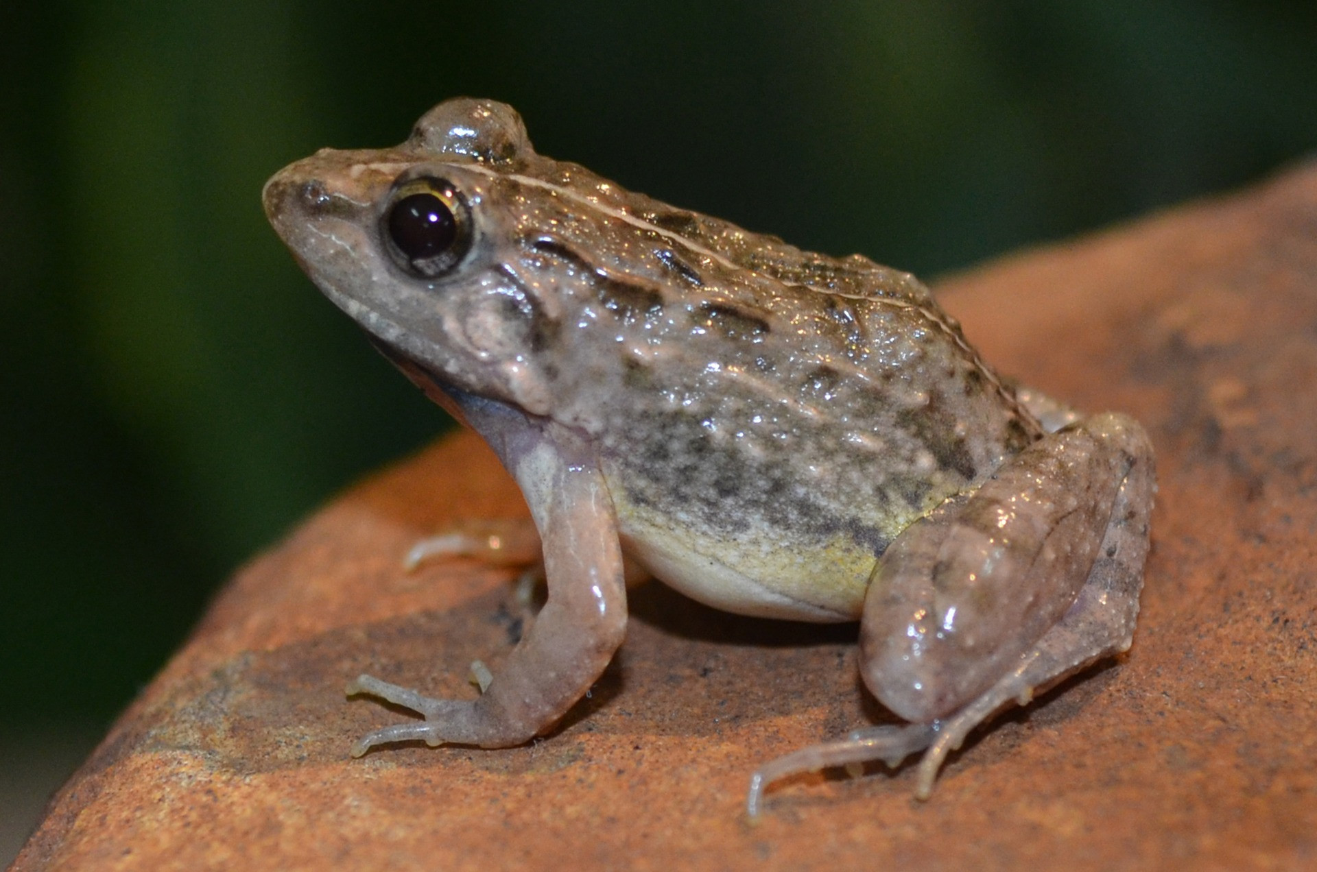 How it took 100 years to prove the identity of a frog!