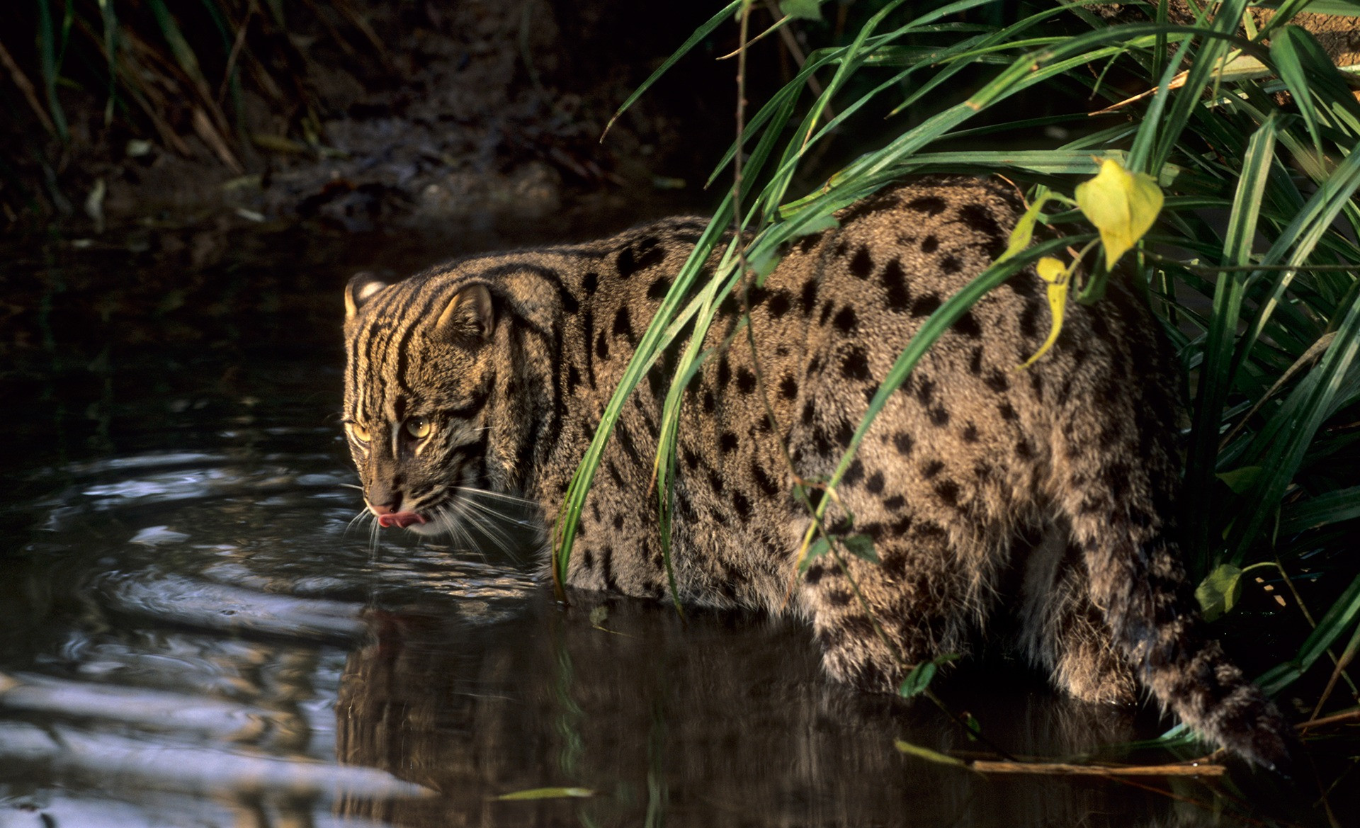 Chilika Lake gets a new ambassador, the Fishing Cat!