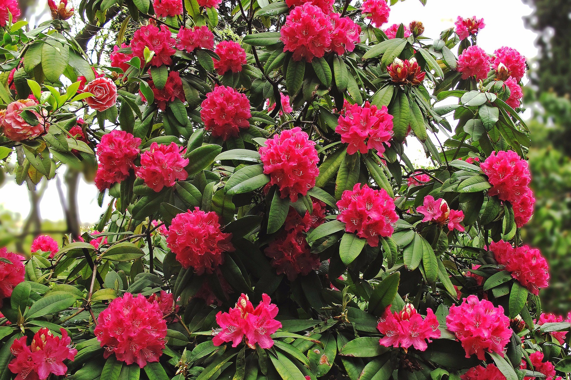 Rhododendron red alert