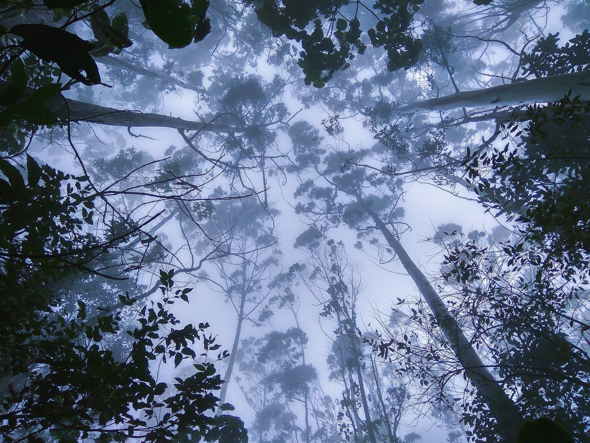 Is it really possible for abandoned plantations to recover?