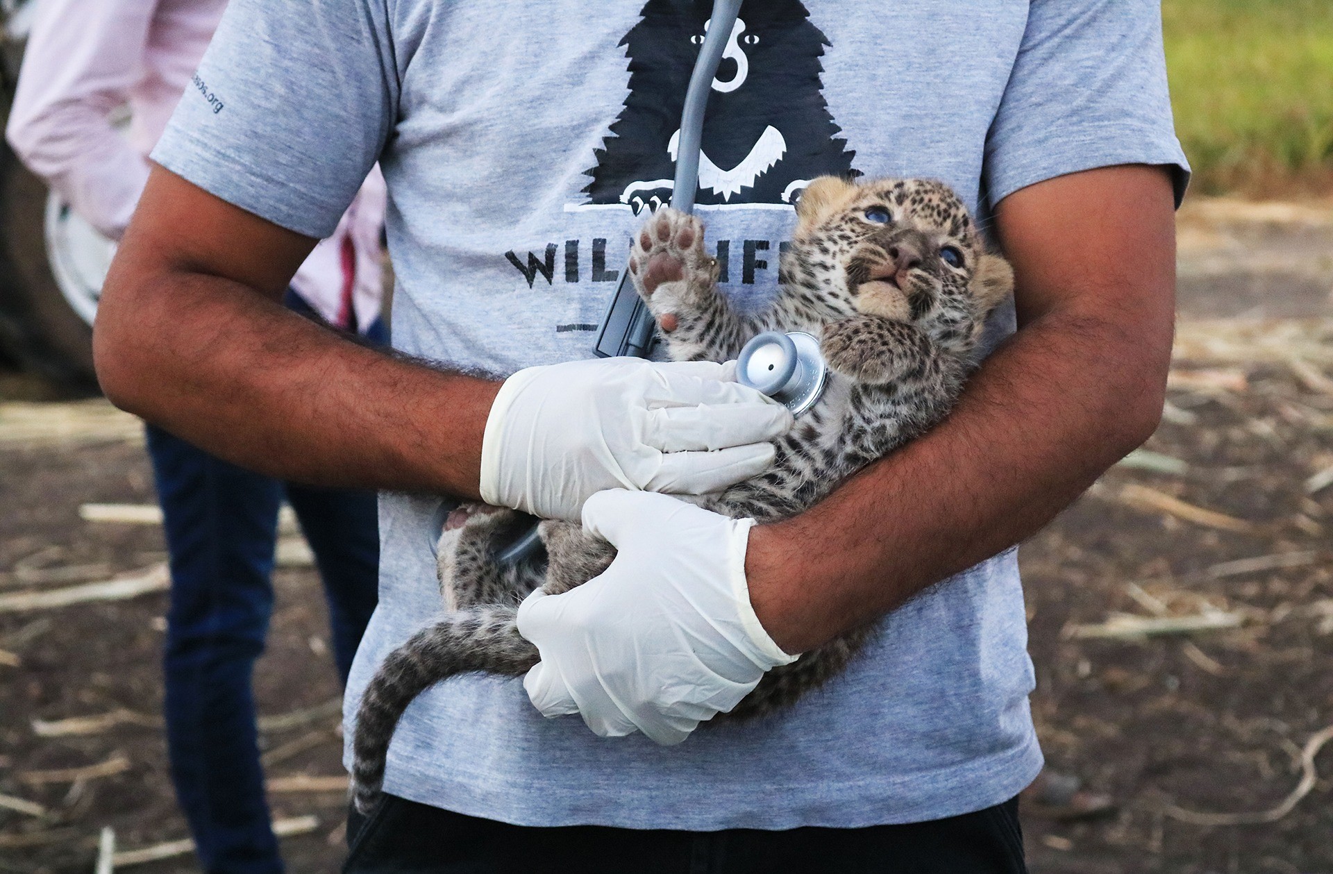 Lost leopard cub reunites with the mother with help from local NGO