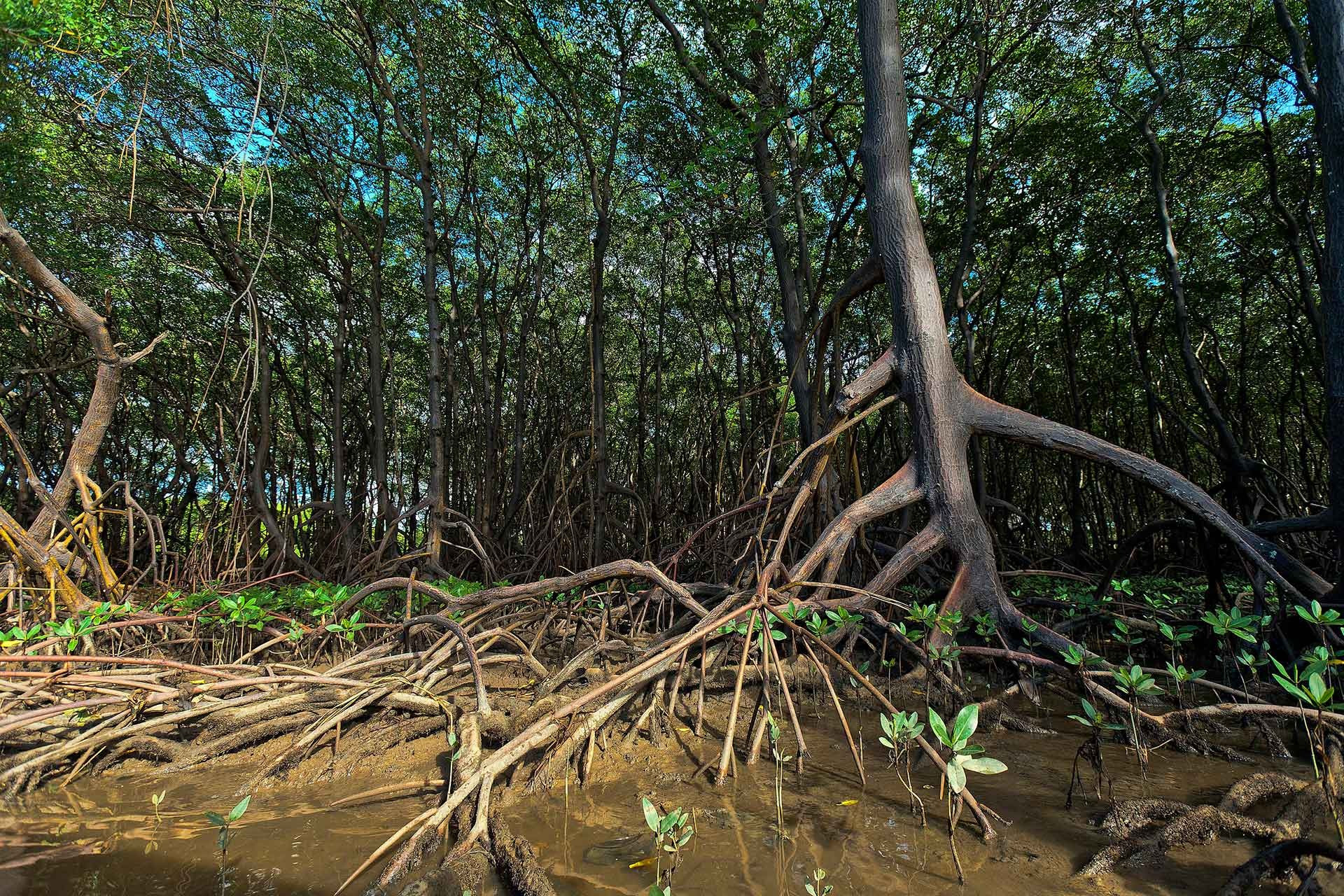 Mangroves on the go