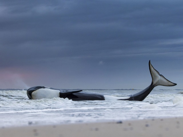 NHM WPY 59: Winners