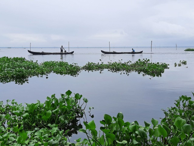 The Clam Collectors Of Vembanad Lake