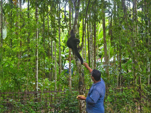 The Hoolock Gibbons Of Barekuri