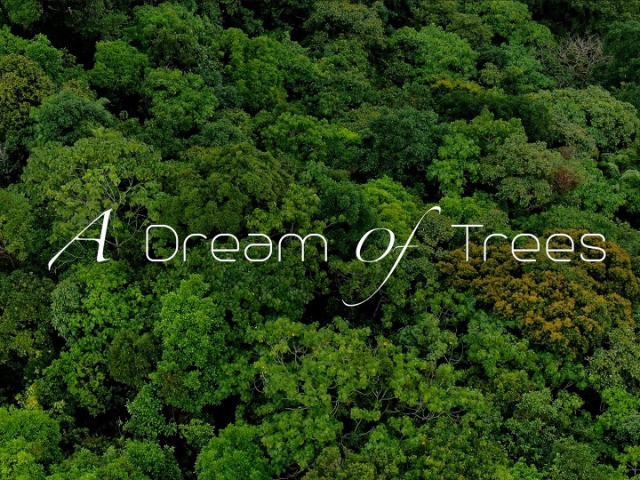 A Dream of Trees