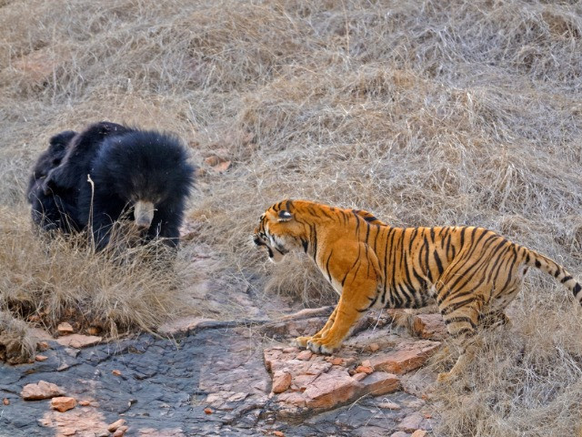 Mating Tigers And A Mother's Love