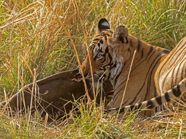 Do Tigers Eat Turtles?