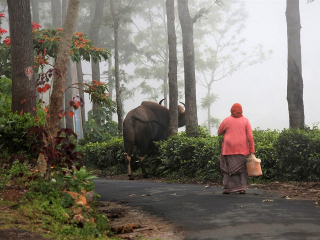 The Timid Indian Gaur Is Taking To Towns In South India