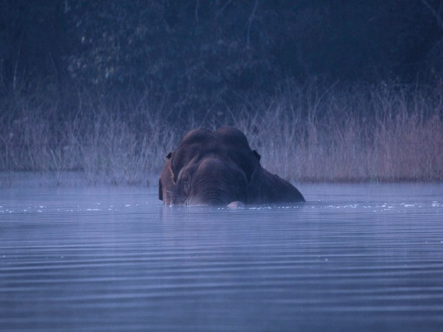 River Tern Lodge: On The Banks Of Bhadra