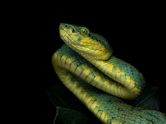 India's Striking Variety Of Pit Vipers