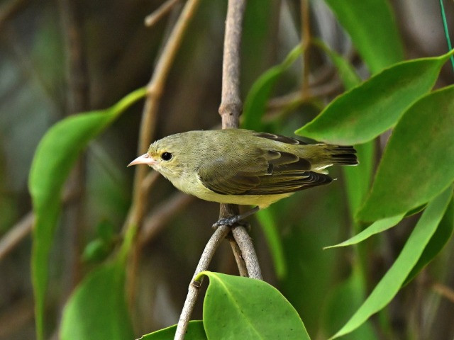 The Flowerpecker Outside My Balcony