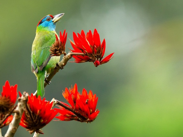 The Barbets Of India