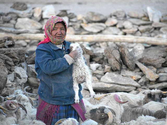 Lessons In Conservation From The Shepherds Of Changthang