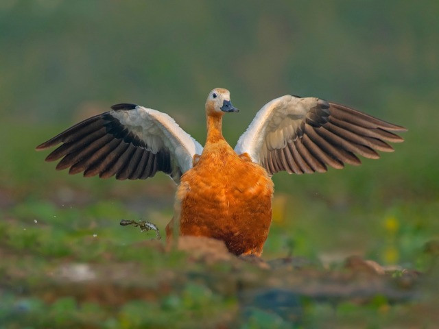 The Avians Of Kavadi Pat