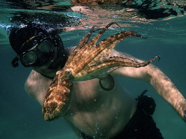 My Octopus Teacher: Conversations with Craig Foster & Pippa Ehrlich