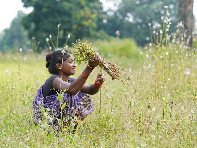 Empowering The Baiga Tribe To Farm Sustainably