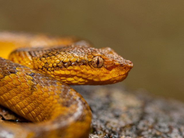 SnakeHub App – Know your snakes, Kerala!