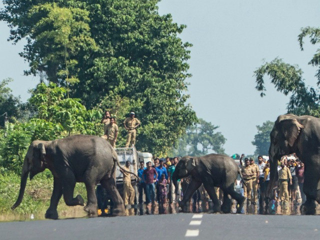 The Challenges Of Mob Management When Rescuing Wildlife
