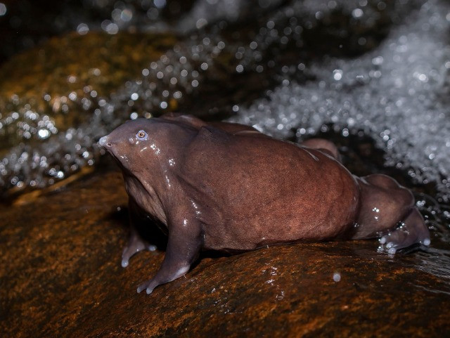 The Purple Frog's Race Against Time