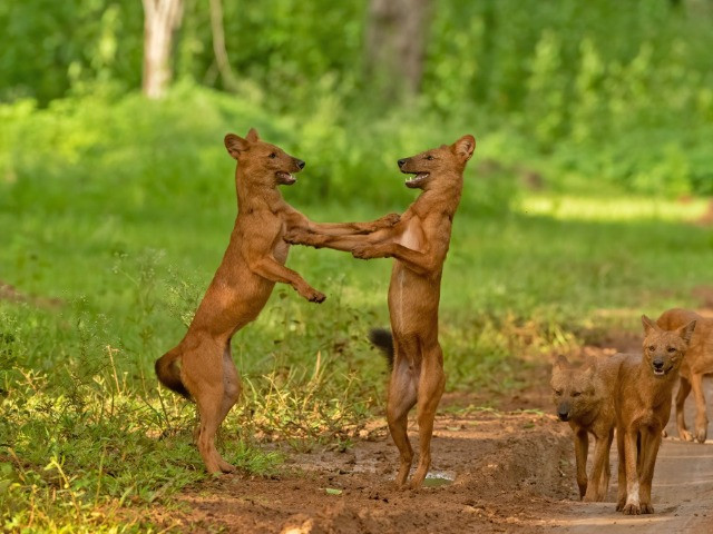 10 Things You Need To Know About Dholes