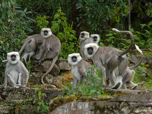 The Himalayan Langur's Battle For Survival