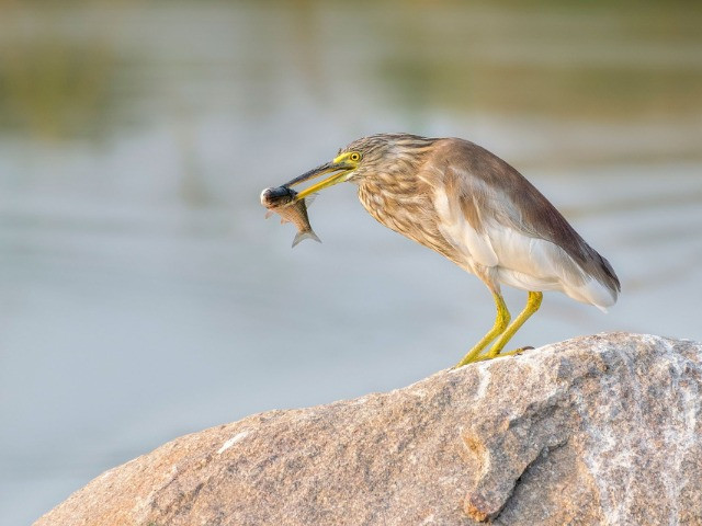 Top 8 Places To Go Birdwatching—Hyderabad