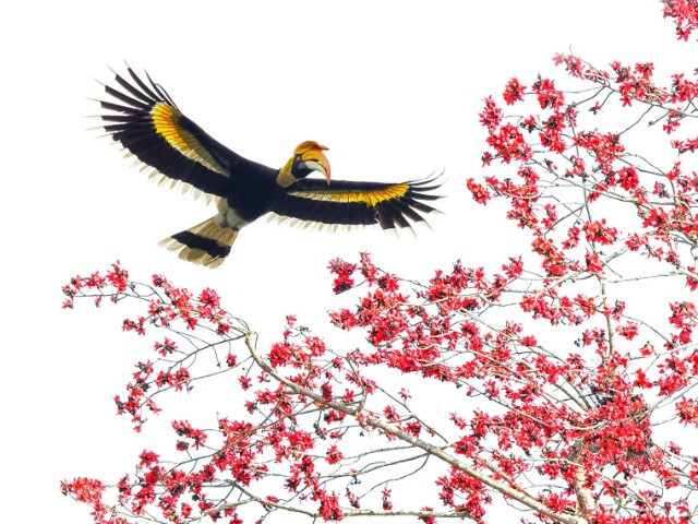 The Hornbills Of India