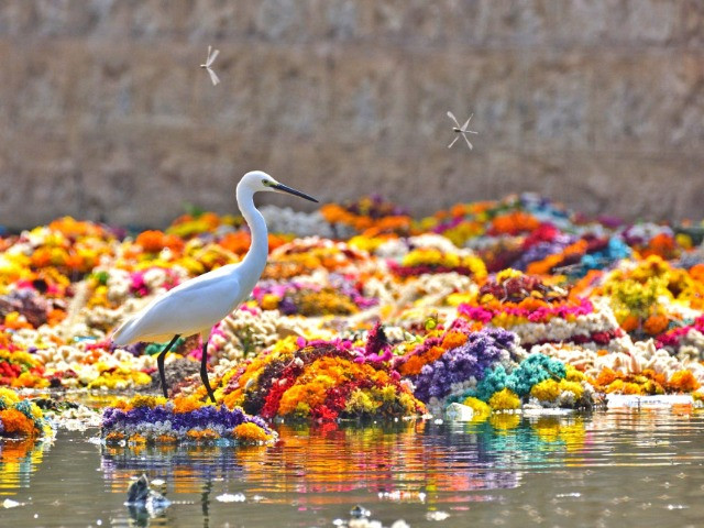 Why We Need To Act Now To Save Our Wetlands