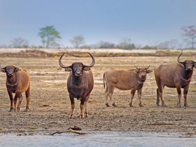The Wild Water Buffalo Population In Assam Is Under Threat