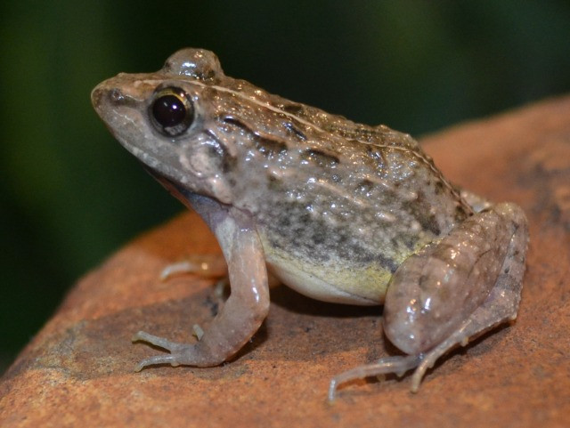 How it took 100 years to prove the identity of a frog!
