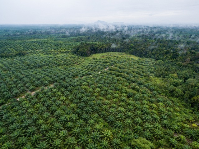India's Push For Oil Palm Cultivation Despite Environmental And Economic Concerns