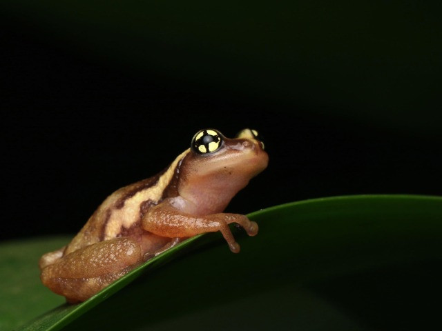 The Monsoon Stars Of The Western Ghats