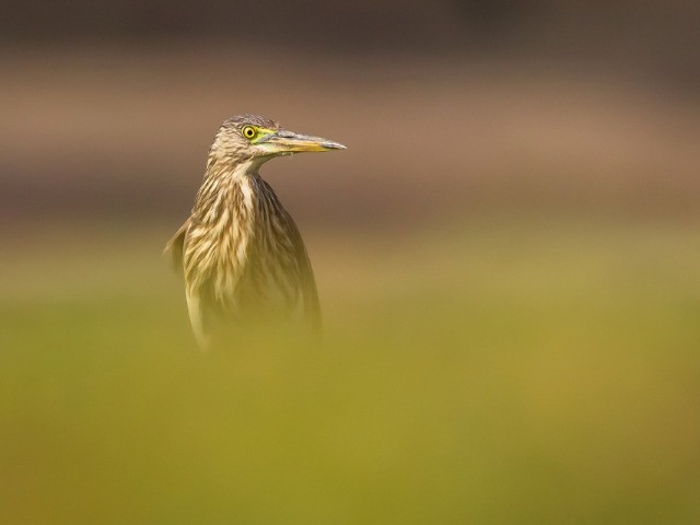 The Herons Of India