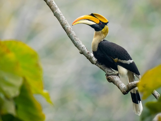 10 Things You Need To Know About Hornbills