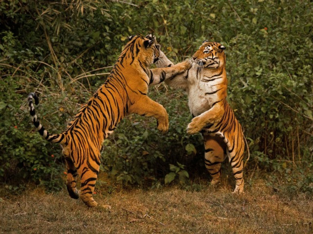Snapshots From Kanha