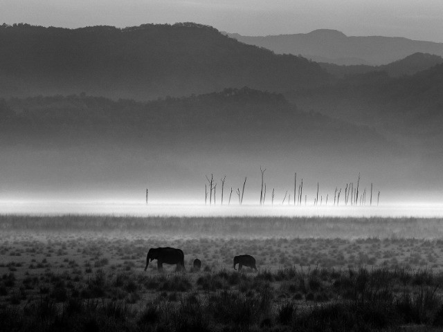 The Role Of Monochrome In Wildlife Photography