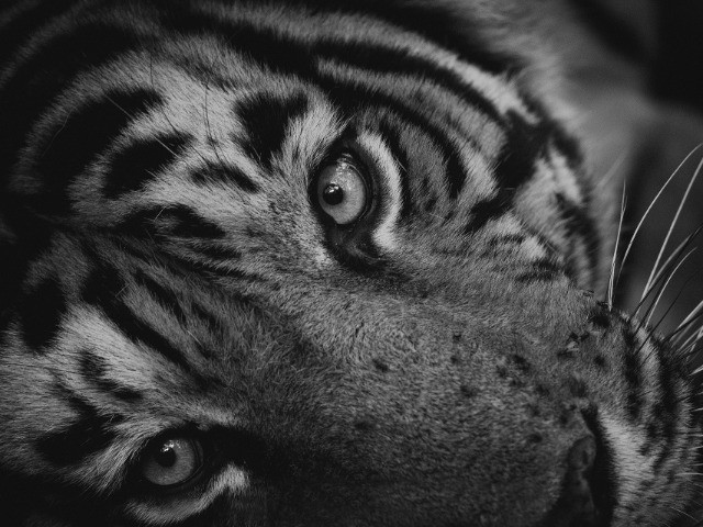 Tackling Tiger Boredom!