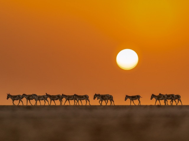 Frames From The Little Rann Of Kutch
