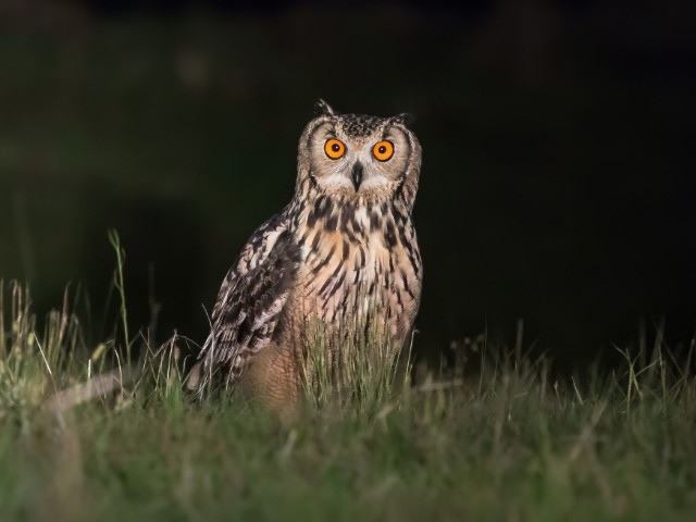 On The Trail Of The Indian Eagle-Owl