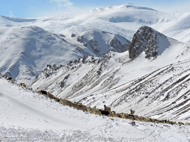 How A Ladakhi Village Came Together To Keep Leopards And Wolves Away From Livestock