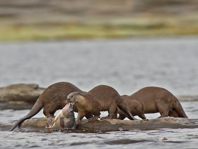 10 Things You Need To Know About India's Otters