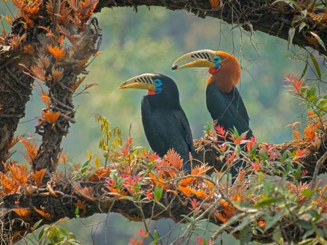 Captivating Courtship Rituals From The Animal Kingdom