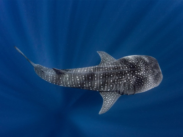 The Babbler: Issue No. 17