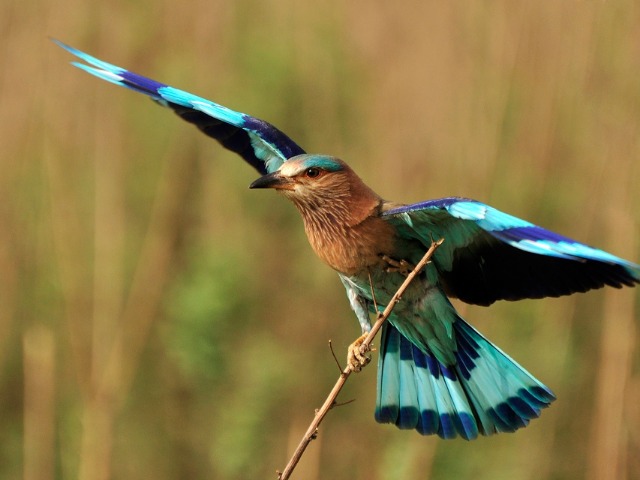 A Blue Flash - The Indian Roller