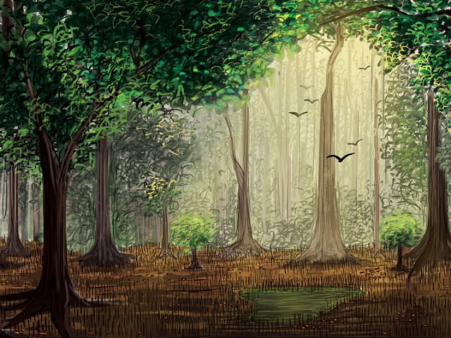 Meandering Through The Mangroves