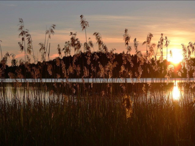 The Song Of The Swamp