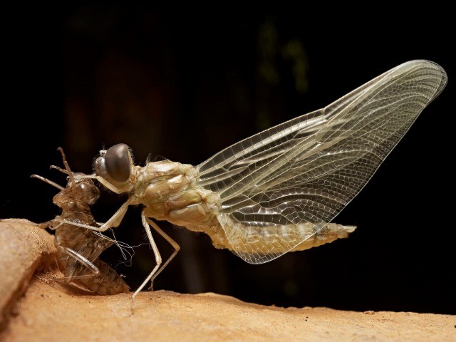 Metamorphosis