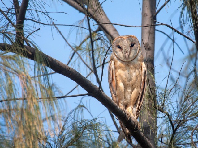 Owl Away!